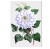 obraz-na-plotnie-canvas-do-salonu-botaniczny-kwiat-bialy-retro-vintage-z-albumu-starego-na-sciane