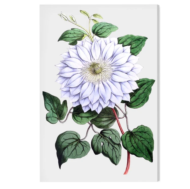 obraz-na-plotnie-canvas-do-salonu-botaniczny-kwiat-bialy-retro-vintage-z-albumu-starego-na-sciane