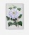 bialy-kwiat-stary-szarym-tle-retro-vintage-botaniczny-album-w-ramie-srebrnej