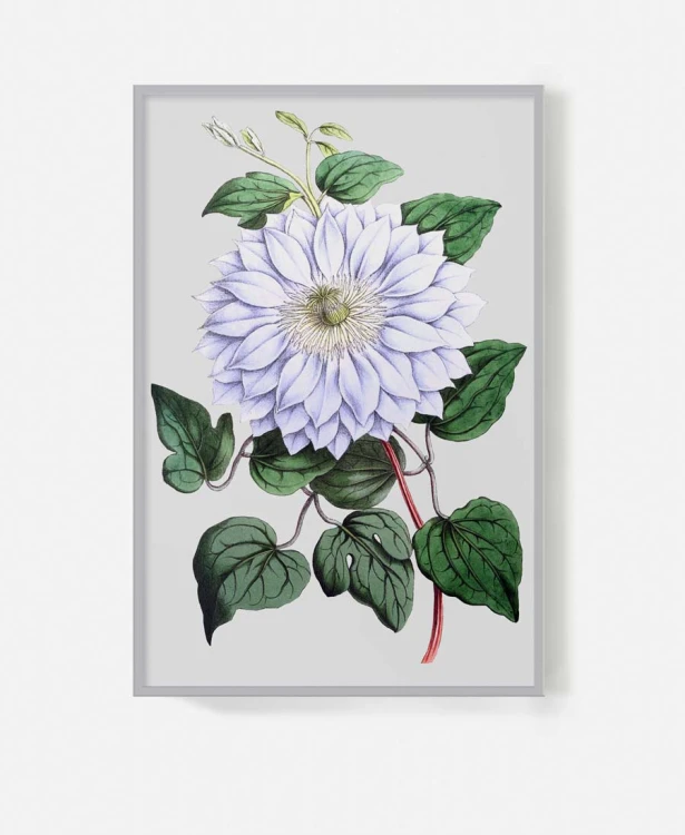 bialy-kwiat-stary-szarym-tle-retro-vintage-botaniczny-album-w-ramie-srebrnej