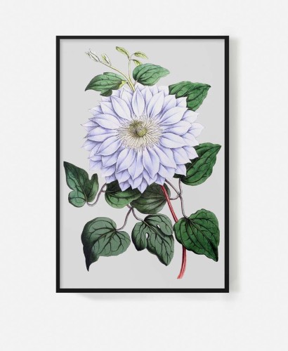 bialy-kwiat-stary-szarym-tle-retro-vintage-botaniczny-album-w-ramie-czarnej