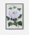bialy-kwiat-stary-szarym-tle-retro-vintage-botaniczny-album-w-ramie-czarnej