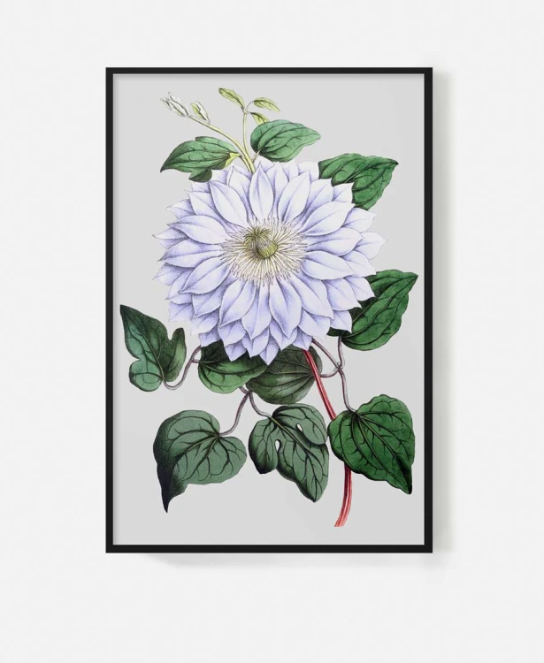 bialy-kwiat-stary-szarym-tle-retro-vintage-botaniczny-album-w-ramie-czarnej