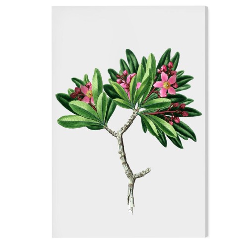 obraz-na-plotnie-canvas-do-salonu-botaniczny-kwiat-retro-vintage-z-albumu-starego-na-sciane