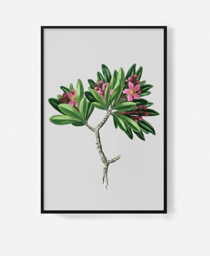 plakat-w-ramie-czarnej-na-sciane-do-salonu-botaniczny-kwiat-retro-vintage-rozowe-kwiaty-z-albumu-starego-na-sciane