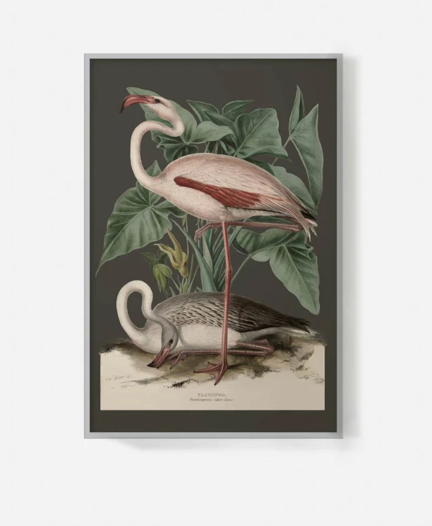 plakat-w-szarej-ramie-na-sciane-do-salonu-botaniczny-z-flamingiem-czarny-vintage-retro-stary-encyklopedii-albumu-do-salonu