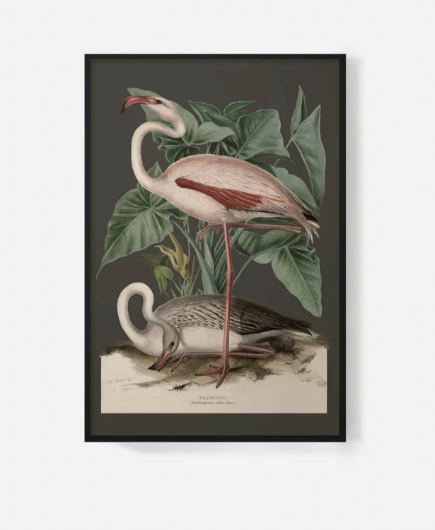 plakat-w-czrnej-ramie-na-sciane-do-salonu-botaniczny-z-flamingiem-czarny-vintage-retro-stary-encyklopedii-albumu-do-salonu