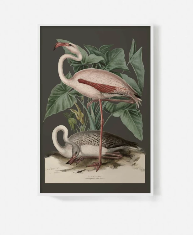plakat-w-bialej-ramie-na-sciane-do-salonu-botaniczny-z-flamingiem-czarny-vintage-retro-stary-encyklopedii-albumu-do-salonu