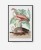 plakat-w-czarnej-ramie-na-sciane-do-salonu-botaniczny-z-flamingiem-bialy-vintage-retro-stary-encyklopedii-albumu-do-salonu
