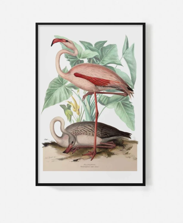 plakat-w-czarnej-ramie-na-sciane-do-salonu-botaniczny-z-flamingiem-bialy-vintage-retro-stary-encyklopedii-albumu-do-salonu