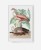 plakat-w-bialej-ramie-na-sciane-do-salonu-botaniczny-z-flamingiem-bialy-vintage-retro-stary-encyklopedii-albumu-do-salonu
