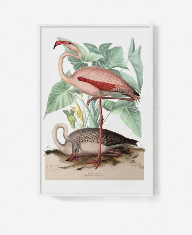 plakat-w-bialej-ramie-na-sciane-do-salonu-botaniczny-z-flamingiem-bialy-vintage-retro-stary-encyklopedii-albumu-do-salonu