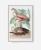 plakat-w-szarej-ramie-na-sciane-do-salonu-botaniczny-z-flamingiem-bialy-vintage-retro-stary-encyklopedii-albumu-do-salonu