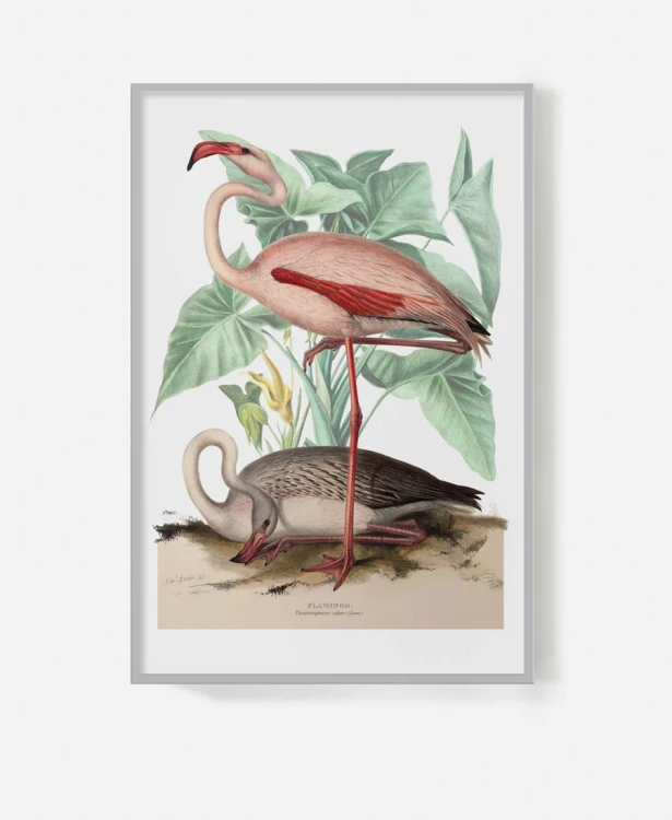 plakat-w-szarej-ramie-na-sciane-do-salonu-botaniczny-z-flamingiem-bialy-vintage-retro-stary-encyklopedii-albumu-do-salonu