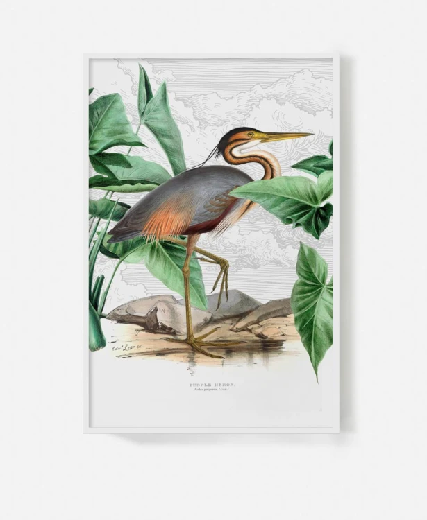 Purple-heron-ptak-vintage-flaming-botaniczny-plakat-na-sciane-w-ramie-bialej-na-tle-chmur-retro-stary-album-encyklopedia-do-salonu