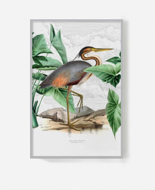 Purple-heron-ptak-vintage-flaming-botaniczny-plakat-na-sciane-w-ramie-czarnej-na-tle-chmur-retro-stary-album-encyklopedia-do-salonu