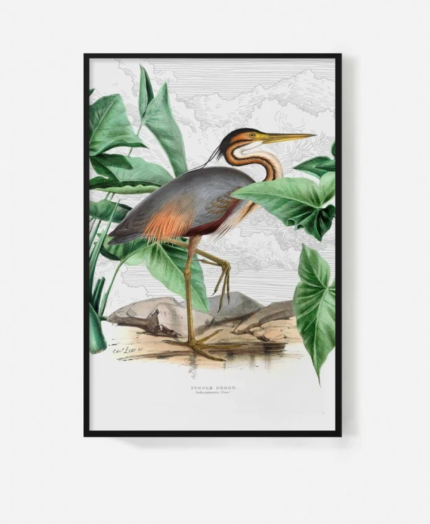 Purple-heron-ptak-vintage-flaming-botaniczny-plakat-na-sciane-w-ramie-szarej-na-tle-chmur-retro-stary-album-encyklopedia-do-salonu