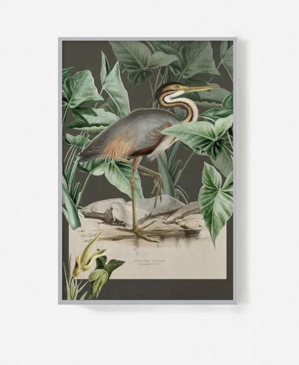 Purple-heron-czarny-ptak-vintage-flaming-botaniczny-plakat-w-szarej-ramie-na-sciane-na-tle-chmur-retro-stary-album-encyklopedia-do-salonu