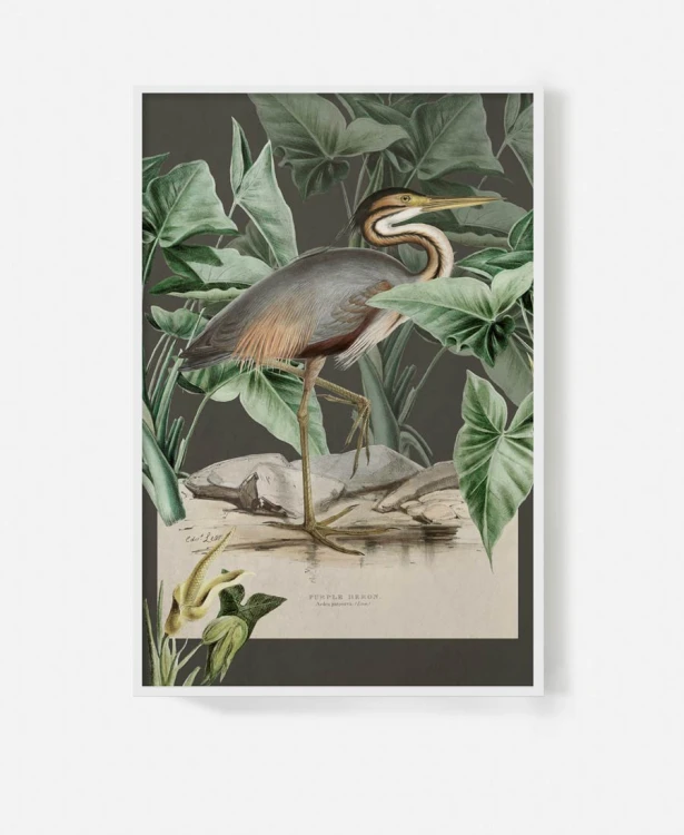 Purple-heron-czarny-ptak-vintage-flaming-botaniczny-plkat-w-bialej-ramie-na-sciane-na-tle-chmur-retro-stary-album-encyklopedia-do-salonu