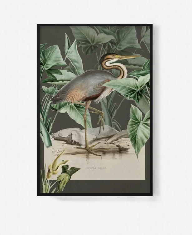 Purple-heron-czarny-ptak-vintage-flaming-botaniczny-plakat-w-czarnej-ramie-na-sciane-na-tle-chmur-retro-stary-album-encyklopedia-do-sypialni